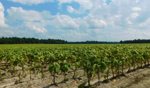 Photo of UNDER CONTRACT!  347.8 Acres of Farm and Timber Land For Sale in Wilson County NC!