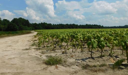Photo of UNDER CONTRACT!  347.8 Acres of Farm and Timber Land For Sale in Wilson County NC!