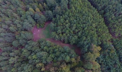 Photo of UNDER CONTRACT!  40.49 Acres of Timber and Hunting Land For Sale in Warren County NC!