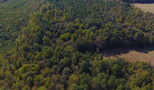 Photo of UNDER CONTRACT!  40.49 Acres of Timber and Hunting Land For Sale in Warren County NC!
