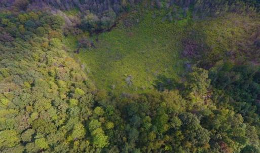 Photo of UNDER CONTRACT!  40.49 Acres of Timber and Hunting Land For Sale in Warren County NC!