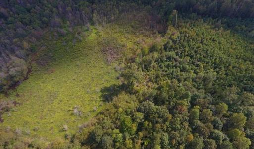 Photo of UNDER CONTRACT!  40.49 Acres of Timber and Hunting Land For Sale in Warren County NC!