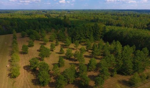 Photo of UNDER CONTRACT!  40.49 Acres of Timber and Hunting Land For Sale in Warren County NC!