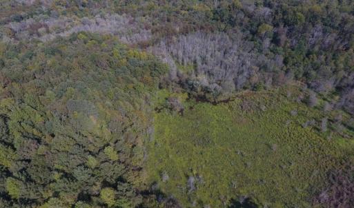 Photo of UNDER CONTRACT!  40.49 Acres of Timber and Hunting Land For Sale in Warren County NC!