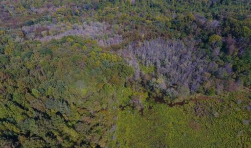 Photo of UNDER CONTRACT!  40.49 Acres of Timber and Hunting Land For Sale in Warren County NC!