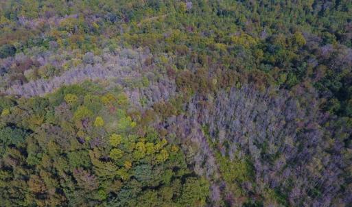 Photo of UNDER CONTRACT!  40.49 Acres of Timber and Hunting Land For Sale in Warren County NC!
