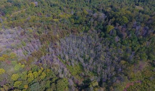 Photo of UNDER CONTRACT!  40.49 Acres of Timber and Hunting Land For Sale in Warren County NC!