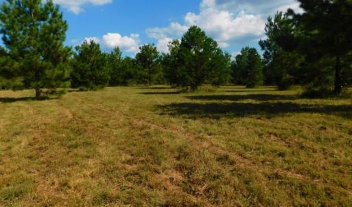 Photo of UNDER CONTRACT!  40.49 Acres of Timber and Hunting Land For Sale in Warren County NC!