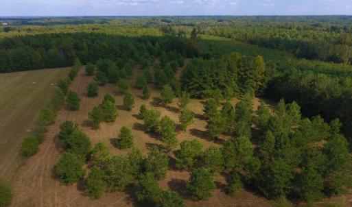 Photo of UNDER CONTRACT!  40.49 Acres of Timber and Hunting Land For Sale in Warren County NC!