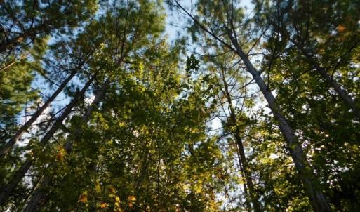 Photo of UNDER CONTRACT!  40.49 Acres of Timber and Hunting Land For Sale in Warren County NC!