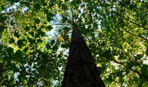 Photo of UNDER CONTRACT!  40.49 Acres of Timber and Hunting Land For Sale in Warren County NC!