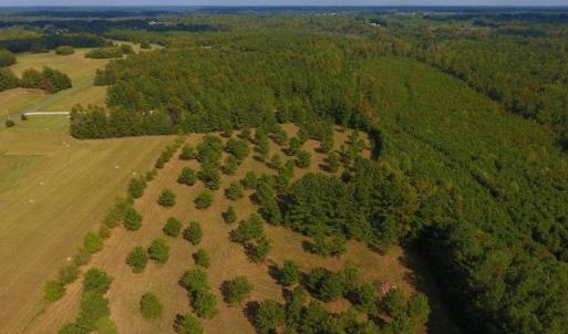 Photo of UNDER CONTRACT!  40.49 Acres of Timber and Hunting Land For Sale in Warren County NC!