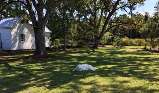 Photo of UNDER CONTRACT!  24.79 Acres of Hunting Land with Residential Site for Sale in Columbus County NC!