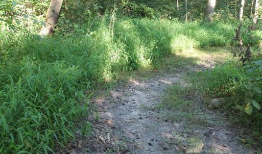 Photo of UNER CONTRACT!  5 Acres of Residential Hunting Land For Sale in Southampton County VA!