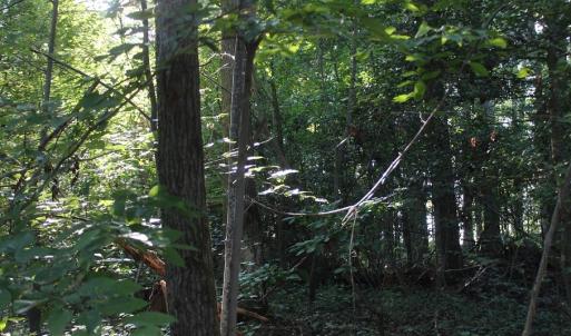 Photo of UNER CONTRACT!  5 Acres of Residential Hunting Land For Sale in Southampton County VA!