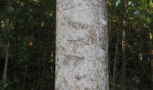 Photo of UNER CONTRACT!  5 Acres of Residential Hunting Land For Sale in Southampton County VA!