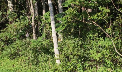 Photo of UNER CONTRACT!  5 Acres of Residential Hunting Land For Sale in Southampton County VA!