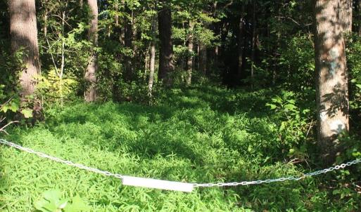 Photo of UNER CONTRACT!  5 Acres of Residential Hunting Land For Sale in Southampton County VA!
