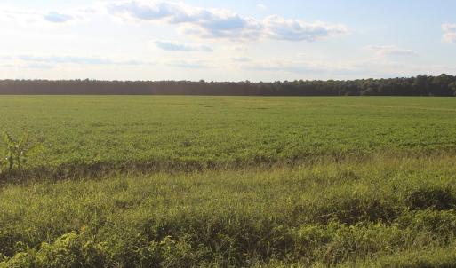 Photo of UNER CONTRACT!  5 Acres of Residential Hunting Land For Sale in Southampton County VA!
