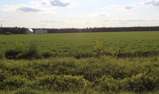 Photo of UNER CONTRACT!  5 Acres of Residential Hunting Land For Sale in Southampton County VA!