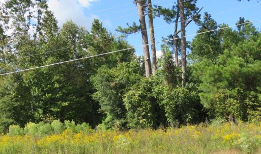 Photo of UNDER CONTRACT!  49.46 Acres of Hunting and Timber Land for Sale in Columbus County NC!