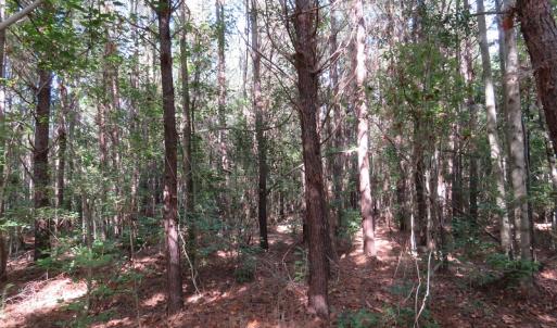 Photo of UNDER CONTRACT!  49.46 Acres of Hunting and Timber Land for Sale in Columbus County NC!
