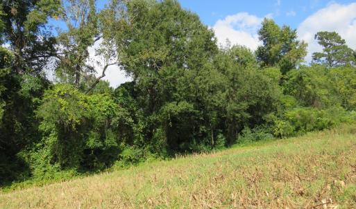 Photo of UNDER CONTRACT!  49.46 Acres of Hunting and Timber Land for Sale in Columbus County NC!