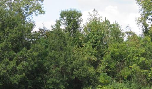 Photo of UNDER CONTRACT!  49.46 Acres of Hunting and Timber Land for Sale in Columbus County NC!