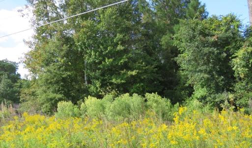 Photo of UNDER CONTRACT!  49.46 Acres of Hunting and Timber Land for Sale in Columbus County NC!