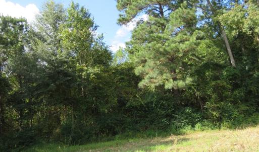 Photo of UNDER CONTRACT!  49.46 Acres of Hunting and Timber Land for Sale in Columbus County NC!