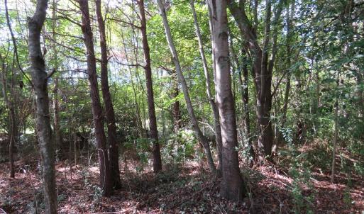 Photo of UNDER CONTRACT!  49.46 Acres of Hunting and Timber Land for Sale in Columbus County NC!