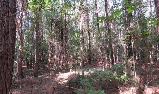 Photo of UNDER CONTRACT!  13.23 Acres of Hunting and Timber Land for Sale in Columbus County NC!