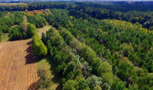 Photo of UNDER CONTRACT!  103 Acres of Hunting and Timber Land for Sale in Accomack County VA!