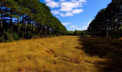 Photo of UNDER CONTRACT!  103 Acres of Hunting and Timber Land for Sale in Accomack County VA!