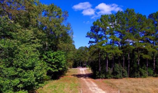 Photo of UNDER CONTRACT!  103 Acres of Hunting and Timber Land for Sale in Accomack County VA!