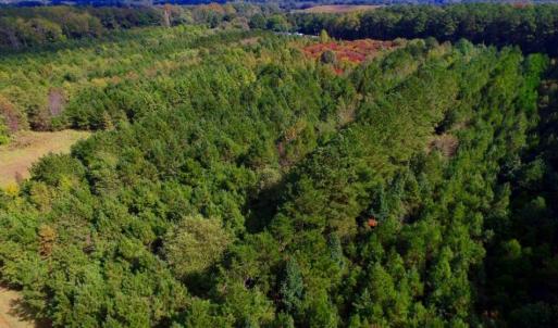 Photo of UNDER CONTRACT!  103 Acres of Hunting and Timber Land for Sale in Accomack County VA!