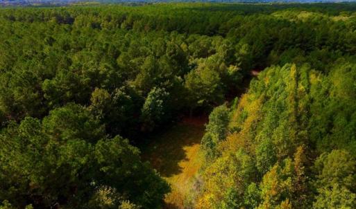 Photo of UNDER CONTRACT!  103 Acres of Hunting and Timber Land for Sale in Accomack County VA!