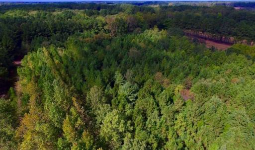 Photo of UNDER CONTRACT!  103 Acres of Hunting and Timber Land for Sale in Accomack County VA!
