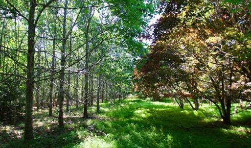 Photo of UNDER CONTRACT!  103 Acres of Hunting and Timber Land for Sale in Accomack County VA!