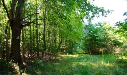 Photo of UNDER CONTRACT!  103 Acres of Hunting and Timber Land for Sale in Accomack County VA!