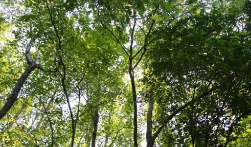 Photo of UNDER CONTRACT!  103 Acres of Hunting and Timber Land for Sale in Accomack County VA!