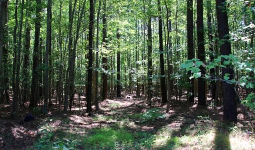 Photo of UNDER CONTRACT!  103 Acres of Hunting and Timber Land for Sale in Accomack County VA!