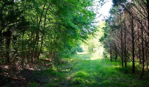Photo of UNDER CONTRACT!  103 Acres of Hunting and Timber Land for Sale in Accomack County VA!