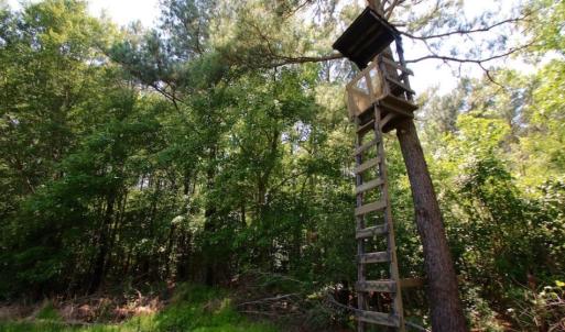 Photo of UNDER CONTRACT!  103 Acres of Hunting and Timber Land for Sale in Accomack County VA!