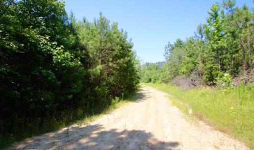 Photo of UNDER CONTRACT!  103 Acres of Hunting and Timber Land for Sale in Accomack County VA!