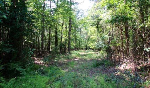 Photo of UNDER CONTRACT!  103 Acres of Hunting and Timber Land for Sale in Accomack County VA!