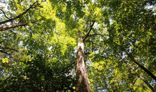 Photo of UNDER CONTRACT!  103 Acres of Hunting and Timber Land for Sale in Accomack County VA!