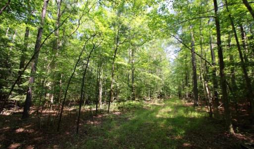 Photo of UNDER CONTRACT!  103 Acres of Hunting and Timber Land for Sale in Accomack County VA!