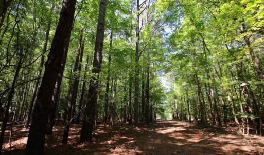 Photo of UNDER CONTRACT!  103 Acres of Hunting and Timber Land for Sale in Accomack County VA!