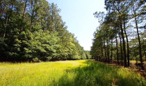 Photo of UNDER CONTRACT!  103 Acres of Hunting and Timber Land for Sale in Accomack County VA!